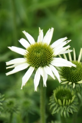 Bild von Echinacea x-cult. Avalanche