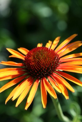 Bild von Echinacea x-cult. Flame Thrower
