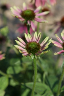 Bild von Echinacea purpurea Green Envy