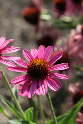 Bild von Echinacea purpurea Pixie-Meadowbright