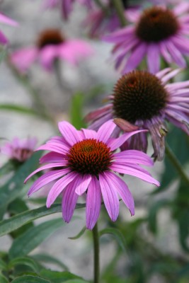 Bild von Echinacea purpurea Augustkönigin