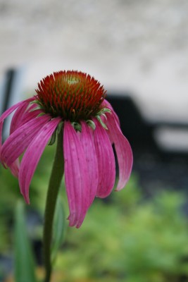 Bild von Echinacea purpurea Leuchtstern