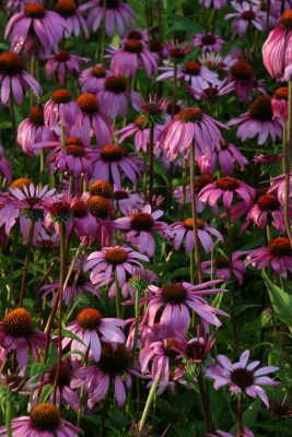 Bild von Echinacea purpurea Leuchtstern