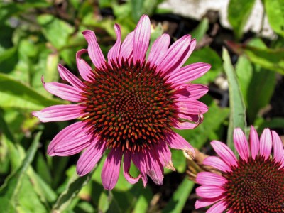 Bild von Echinacea purpurea Rubinstern