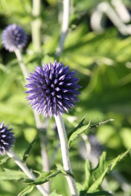 Bild von Echinops ritro Veitchs-Blue
