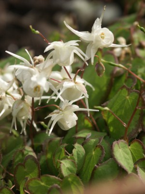 Bild von Epimedium grandiflorum Nanum