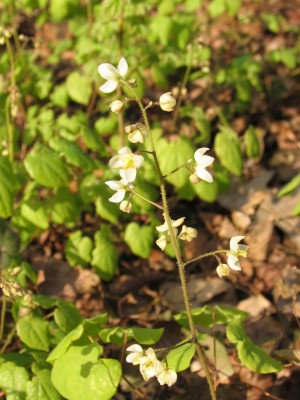 Bild von Epimedium pubigerum