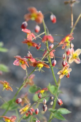 Bild von Epimedium x-warleyense Ellen Willmott
