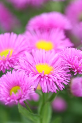 Bild von Erigeron x-cult. Rotes Meer