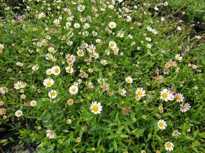 Bild von Erigeron karvinskianus Blütenmeer
