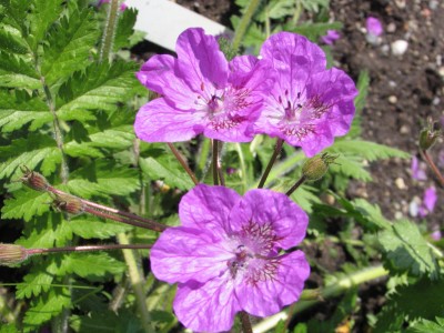 Bild von Erodium manescavii