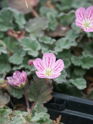 Bild von Erodium x-variabile Bischop