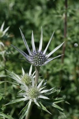 Bild von Eryngium bourgatii
