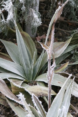 Bild von Eryngium yuccifolium
