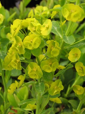 Bild von Euphorbia amygdaloides var. robbiaeLo