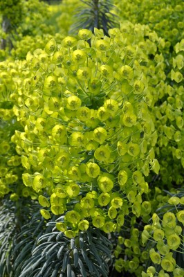 Bild von Euphorbia characias ssp. wulfenii