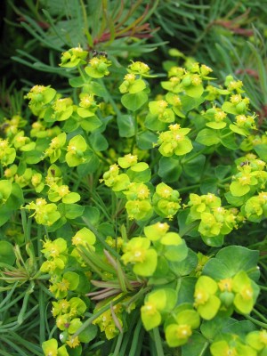 Bild von Euphorbia cyparissias Red Devil