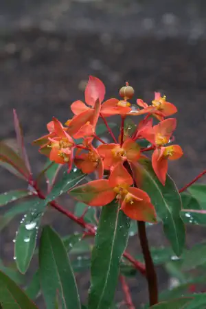 Bild von Euphorbia griffithii Fireglow