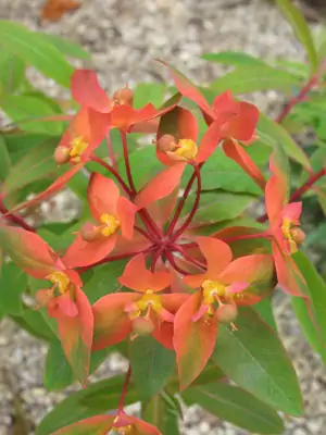 Bild von Euphorbia griffithii Fireglow Dark