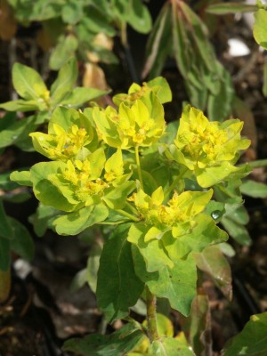 Bild von Euphorbia epithymoides polychroma