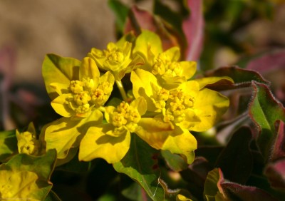 Bild von Euphorbia epiphymoides polychroma Purpurea