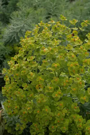 Bild von Euphorbia seguieriana ssp. niciciana
