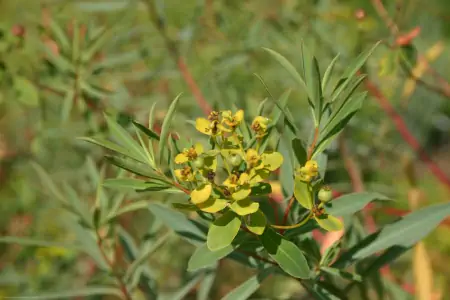 Bild von Euphorbia sarawschanica