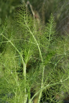 Bild von Foeniculum vulgare