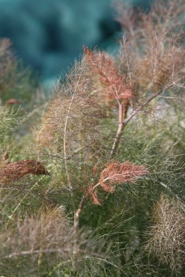 Bild von Foeniculum vulgare Atopurpureum