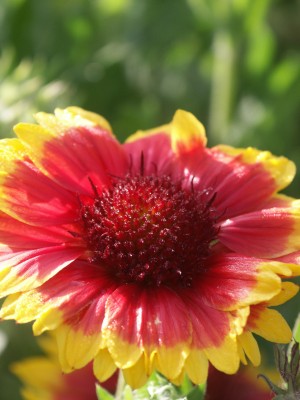 Bild von Gaillardia x-grandiflorum Kobold