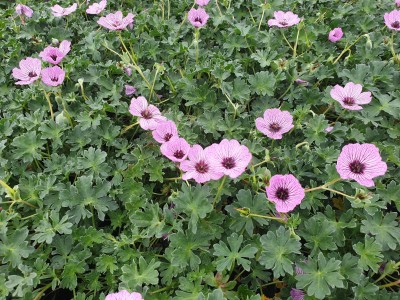 Bild von Geranium cinereum Ballerina