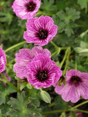 Bild von Geranium cinereum Laurence Flatman