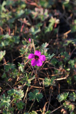 Bild von Geranium cinereum subcaulescens Guiseppii