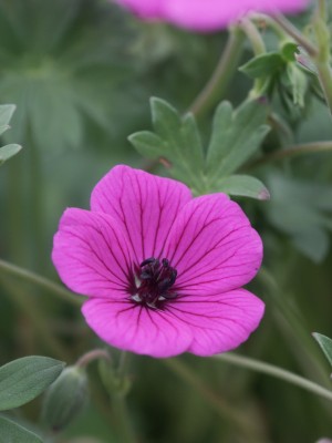 Bild von Geranium cinereum subcaulescens Signal
