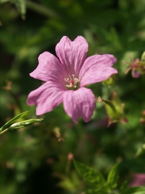 Bild von Geranium endressii Rosenlicht