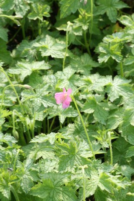 Bild von Geranium oxonianum Wargrave-Pink