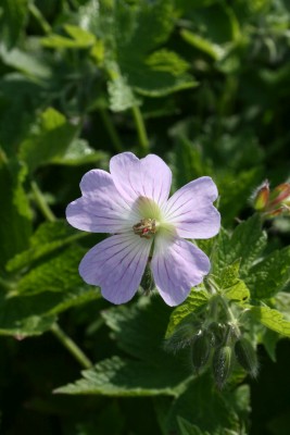Bild von Geranium x-gracile Chantilly
