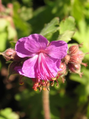 Bild von Geranium macrorrhizum Bevans Variety