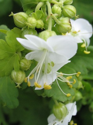 Bild von Geranium macrorrhizum White Ness