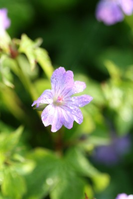 Bild von Geranium nodosum Tonys-Talisman