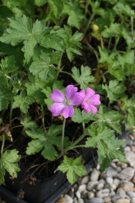 Bild von Geranium x-oxon. Rose-Clair
