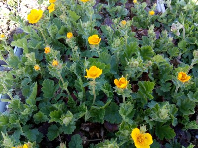 Bild von Geum montanum Diana