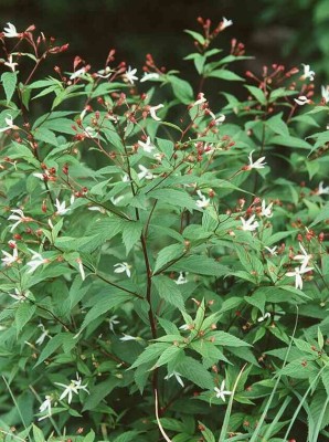Bild von Gillenia trifoliata