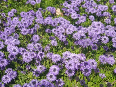 Bild von Globularia cordifolia