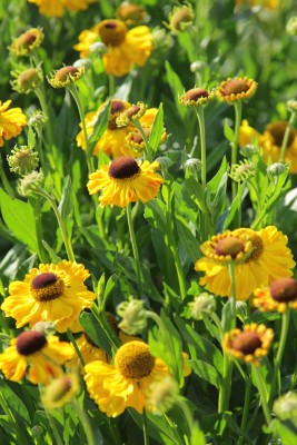 Bild von Helenium x-cult. El Dorado