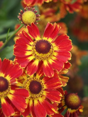 Bild von Helenium x-cult. Flammenrad