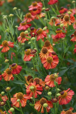 Bild von Helenium x-cult. Indianersommer