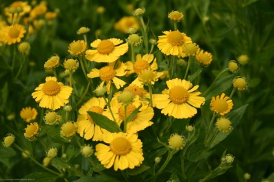 Bild von Helenium x-cult. Kanaria