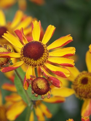 Bild von Helenium x-cult. Rauchtopas