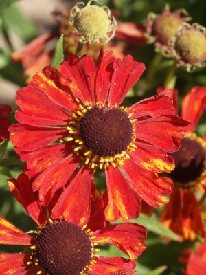 Bild von Helenium x-cult. Rubinzwerg